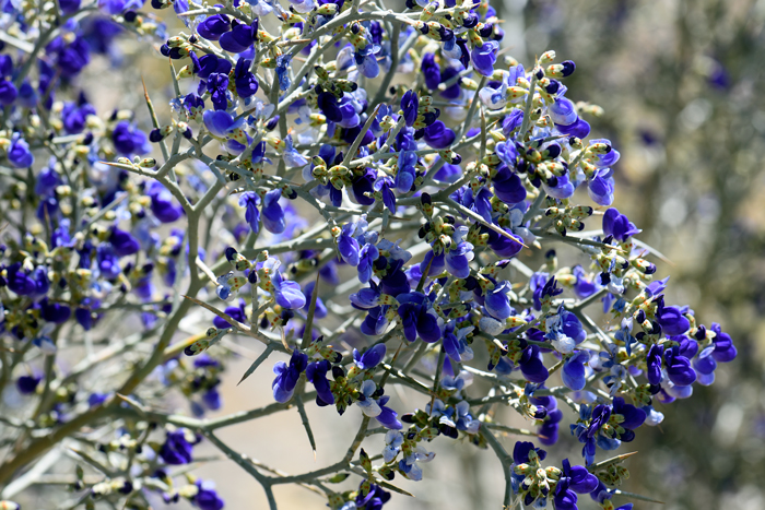 Smoketree or Indigobush has dark purple, violet or indigo-blue pea-like flowers that explode with color in late spring. Psorothamnus spinosus 